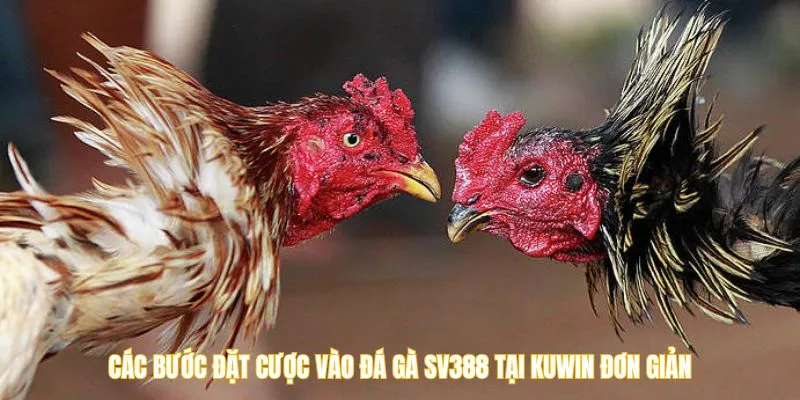 Các bước đặt cược vào đá gà SV388 tại Kuwin đơn giản