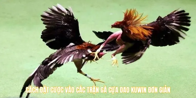 Cách đặt cược vào các trận gà cựa dao Kuwin đơn giản