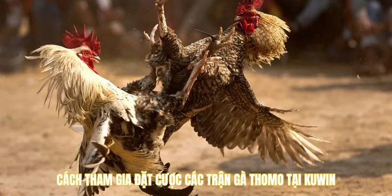Cách tham gia đặt cược các trận gà Thomo tại Kuwin