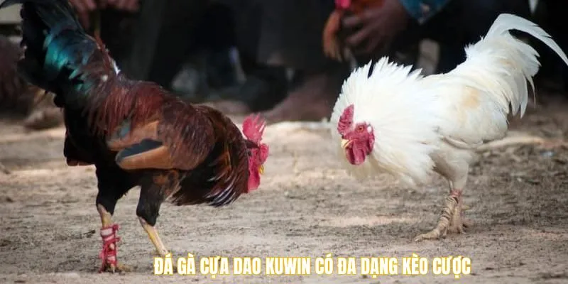 Đá gà cựa dao Kuwin có đa dạng kèo cược