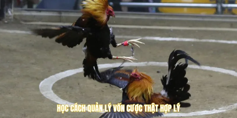 Học cách quản lý vốn cược thật hợp lý