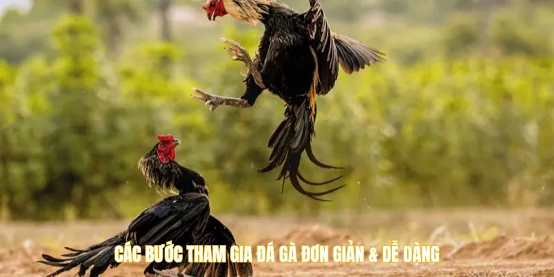 Các bước tham gia đá gà đơn giản & dễ dàng