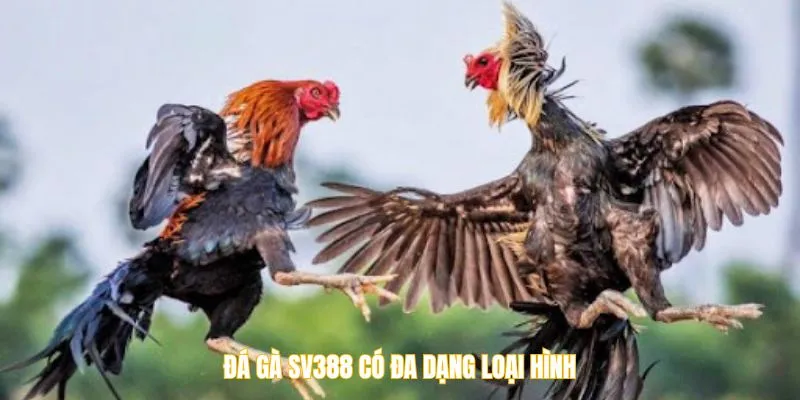 Đá gà SV388 có đa dạng loại hình