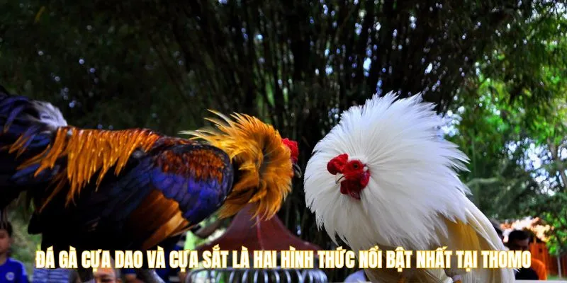 Đá gà cựa dao và cựa sắt là hai hình thức nổi bật nhất tại Thomo