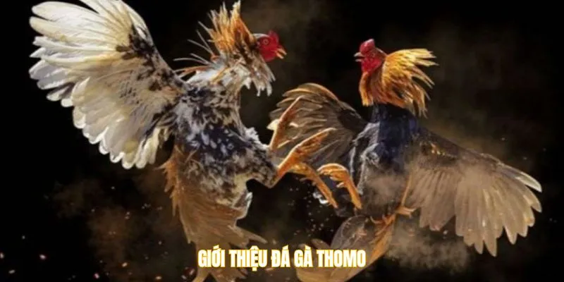 Giới thiệu đá gà Thomo