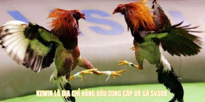 Kuwin là địa chỉ hàng đầu cung cấp đá gà SV388