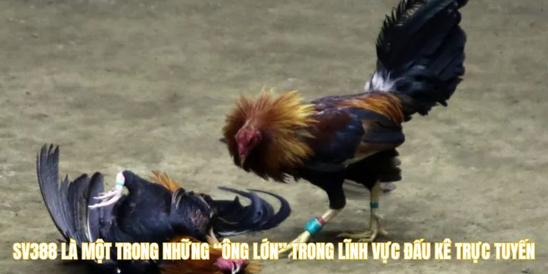 SV388 là một trong những “ông lớn” trong lĩnh vực đấu kê trực tuyến